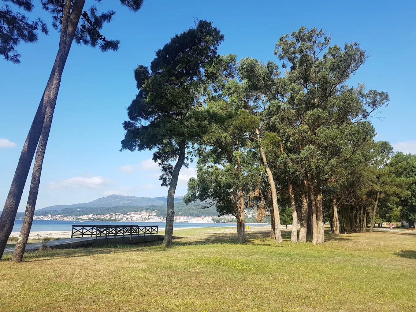 Pinar y eucaliptos junto a la orilla de la playa en Boiro